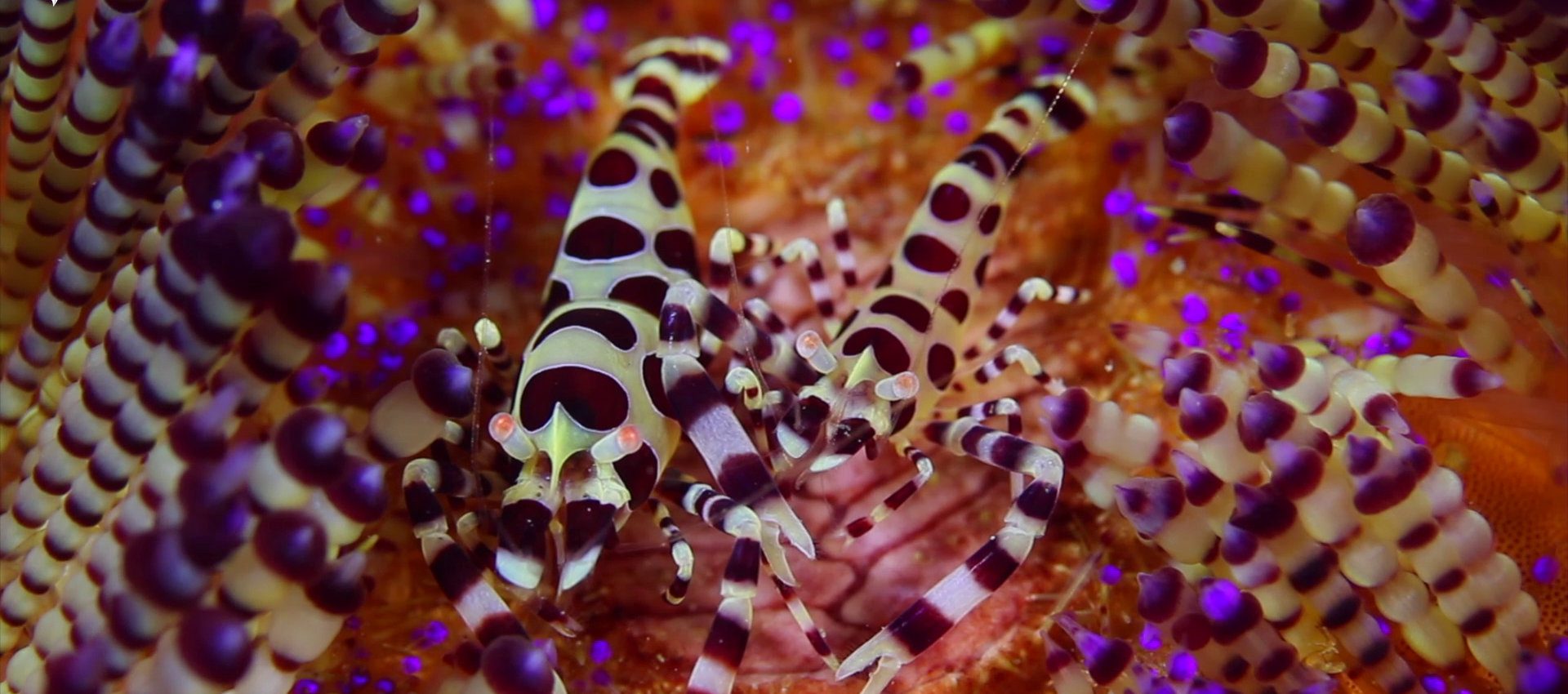dive-bangka-slider