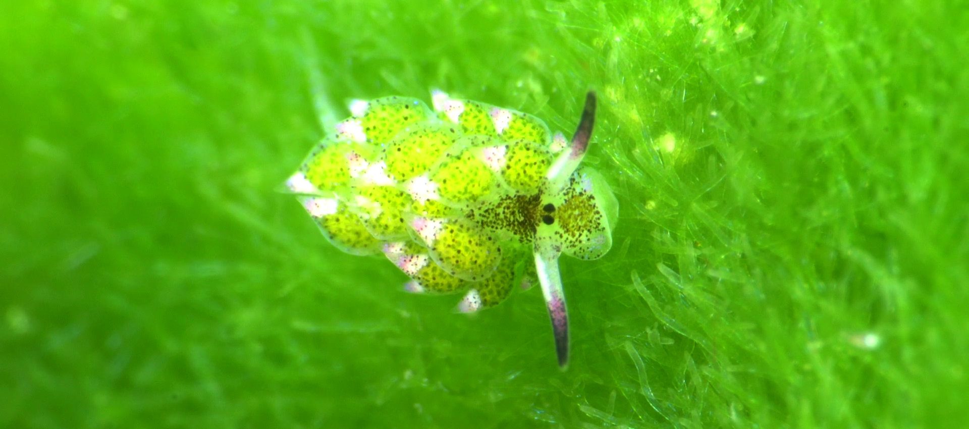 dive-bangka-slider