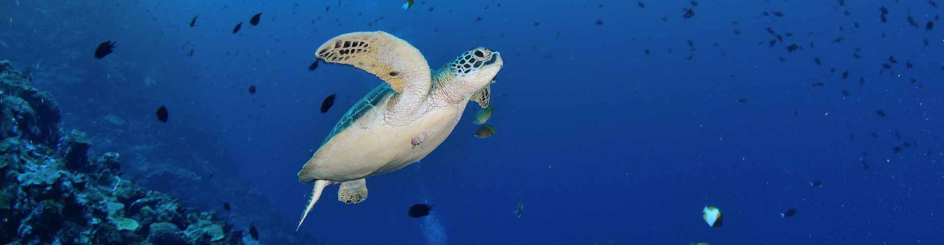 dive-bunaken-slider-01