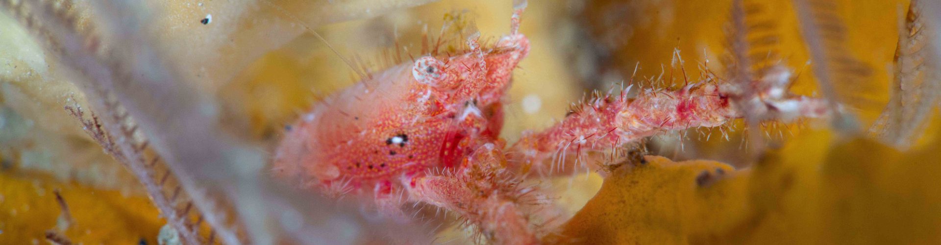 dive-bunaken-slider-03