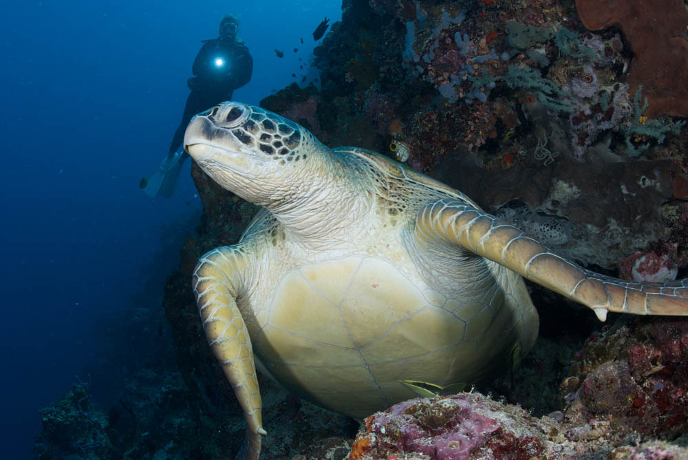Green Sea Turtle at Lekuan 