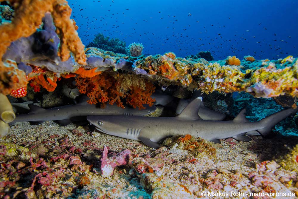 Resting Wite Tip Reef Sharks in Sahaung Bangka underneath a table coral