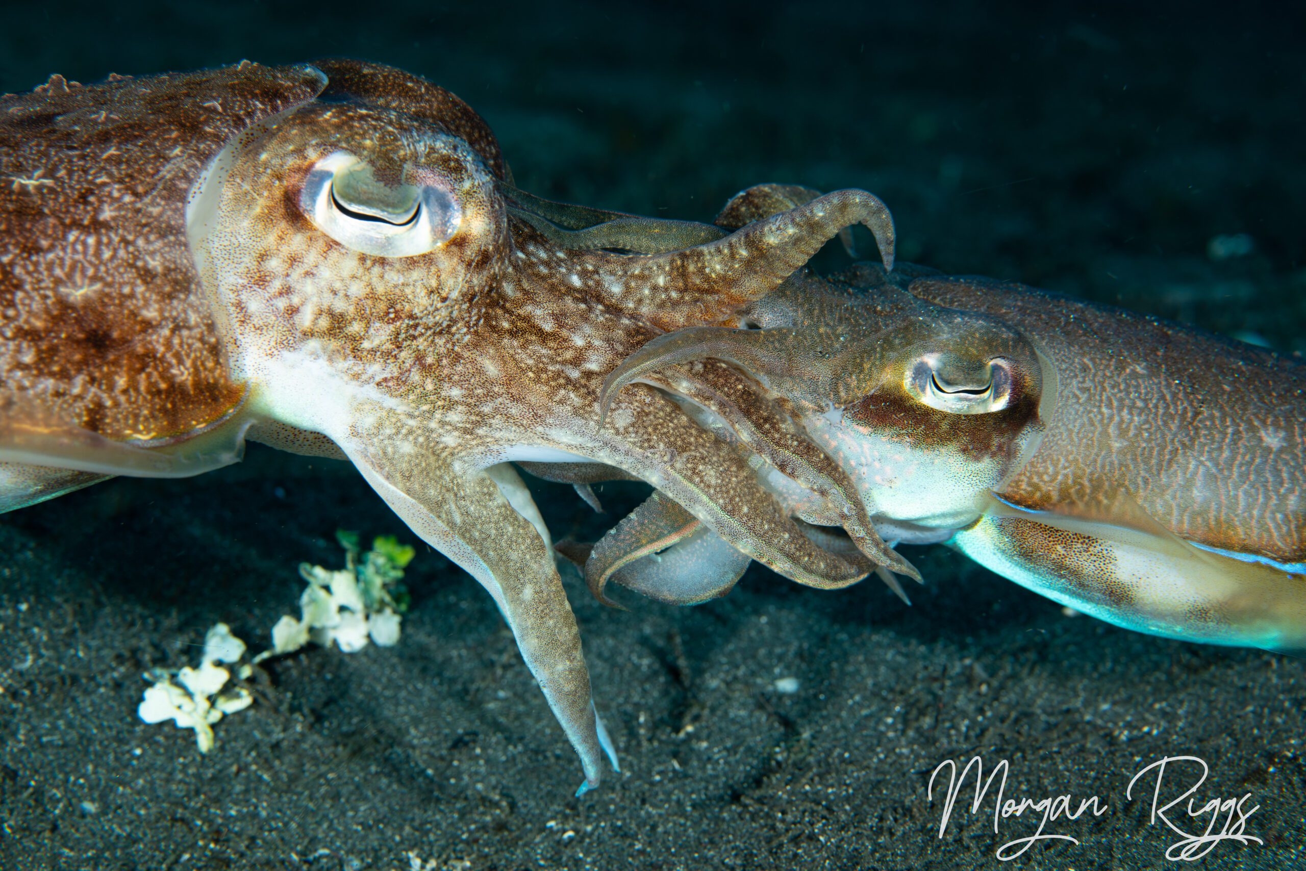 Sepia esculenta, Golden cuttlefish : fisheries
