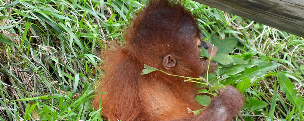 Baby-orangutan-at-Tasikoki