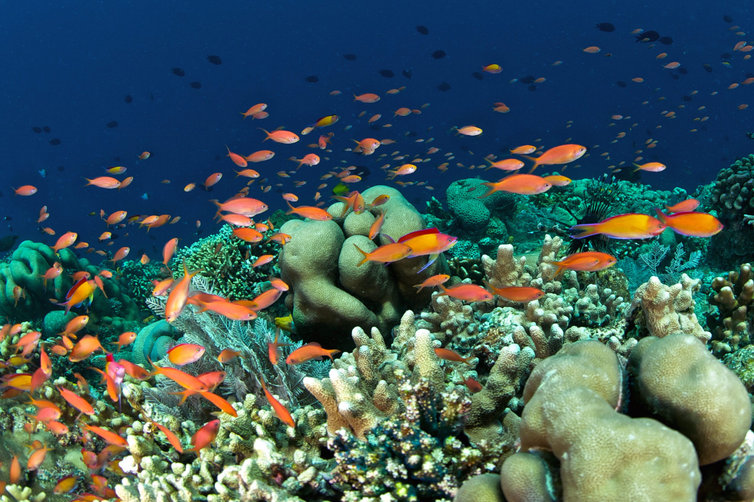 Whales & Dolphins in Bunaken National Marine Park - Lumbalumba