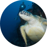 Green-Sea-Turtle-at-Lekuan-1-Bunaken-Island