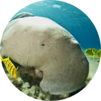 Peter-Sponge-Dive-Site-Dugong-Bangka-Island-Indonesia