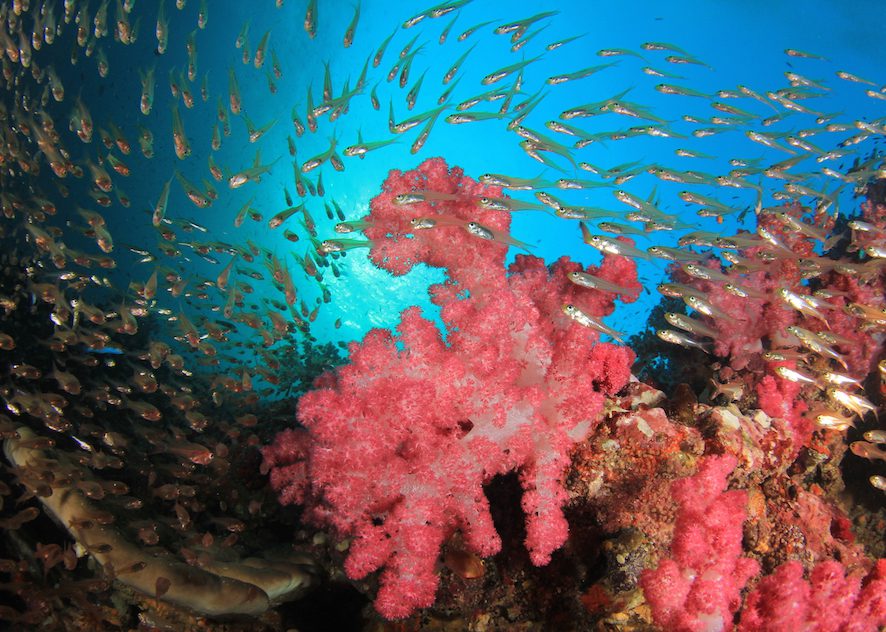 bangka soft corals