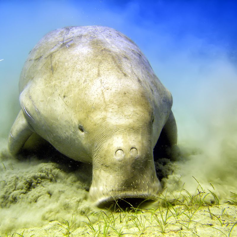 dugong sulawesi