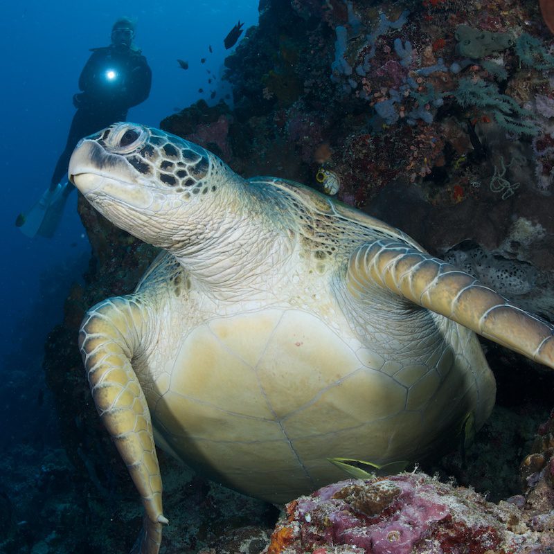 Green sea turtle Bunaken
