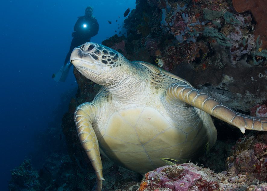 scuba diving