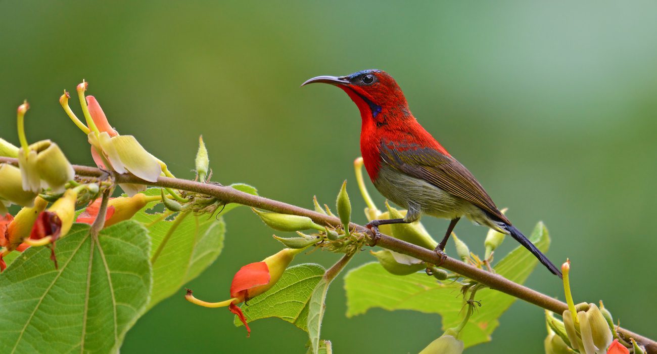 Red Crimson Sunbird