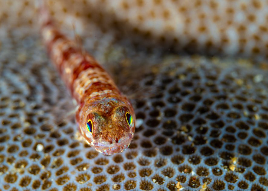 Goby Manado