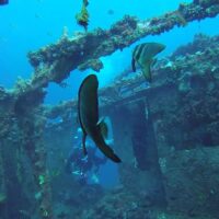 Wreck Diving in Manado Bay Wreck Diving in Manado Bay