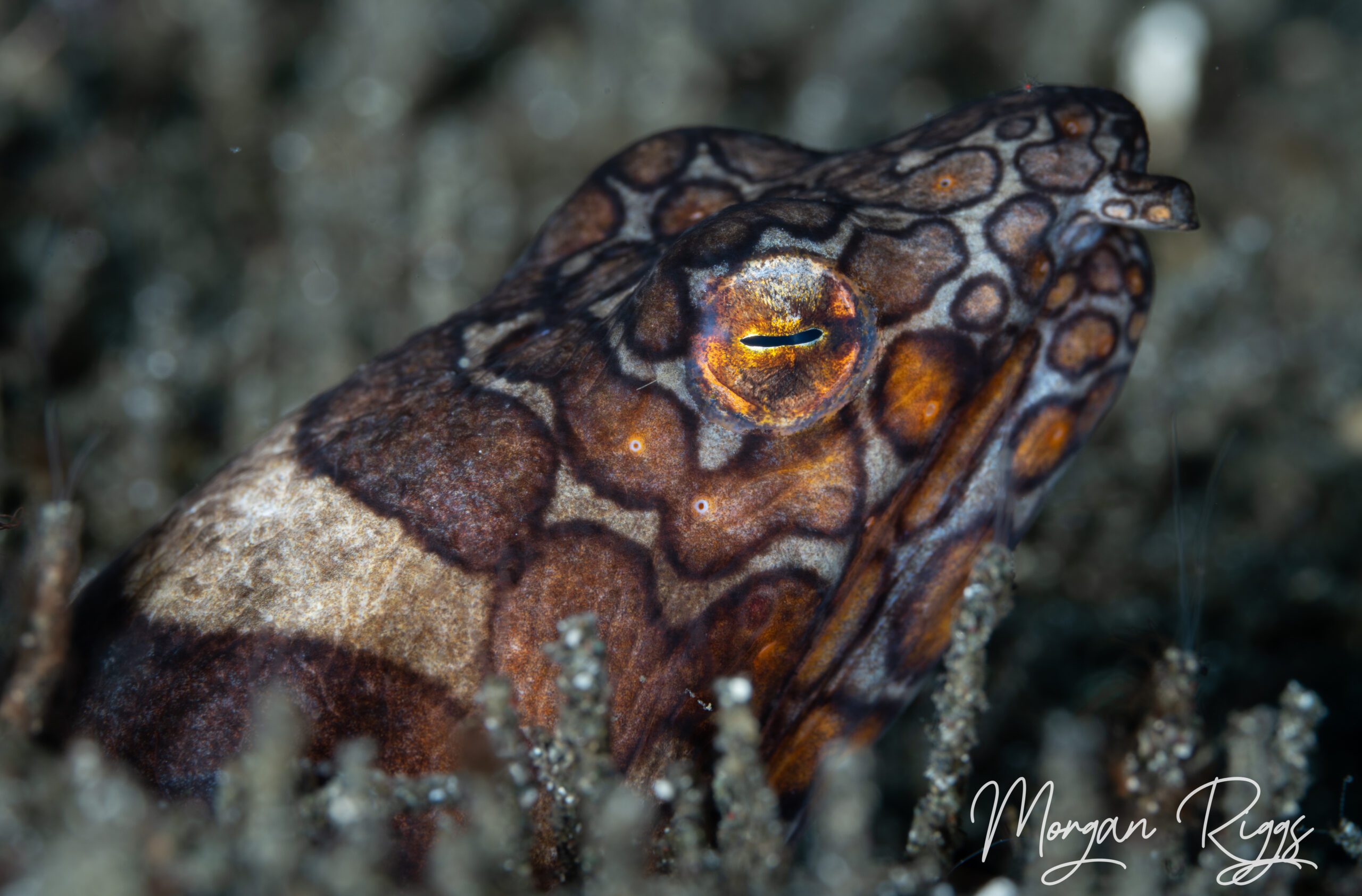 napoleon snake eel