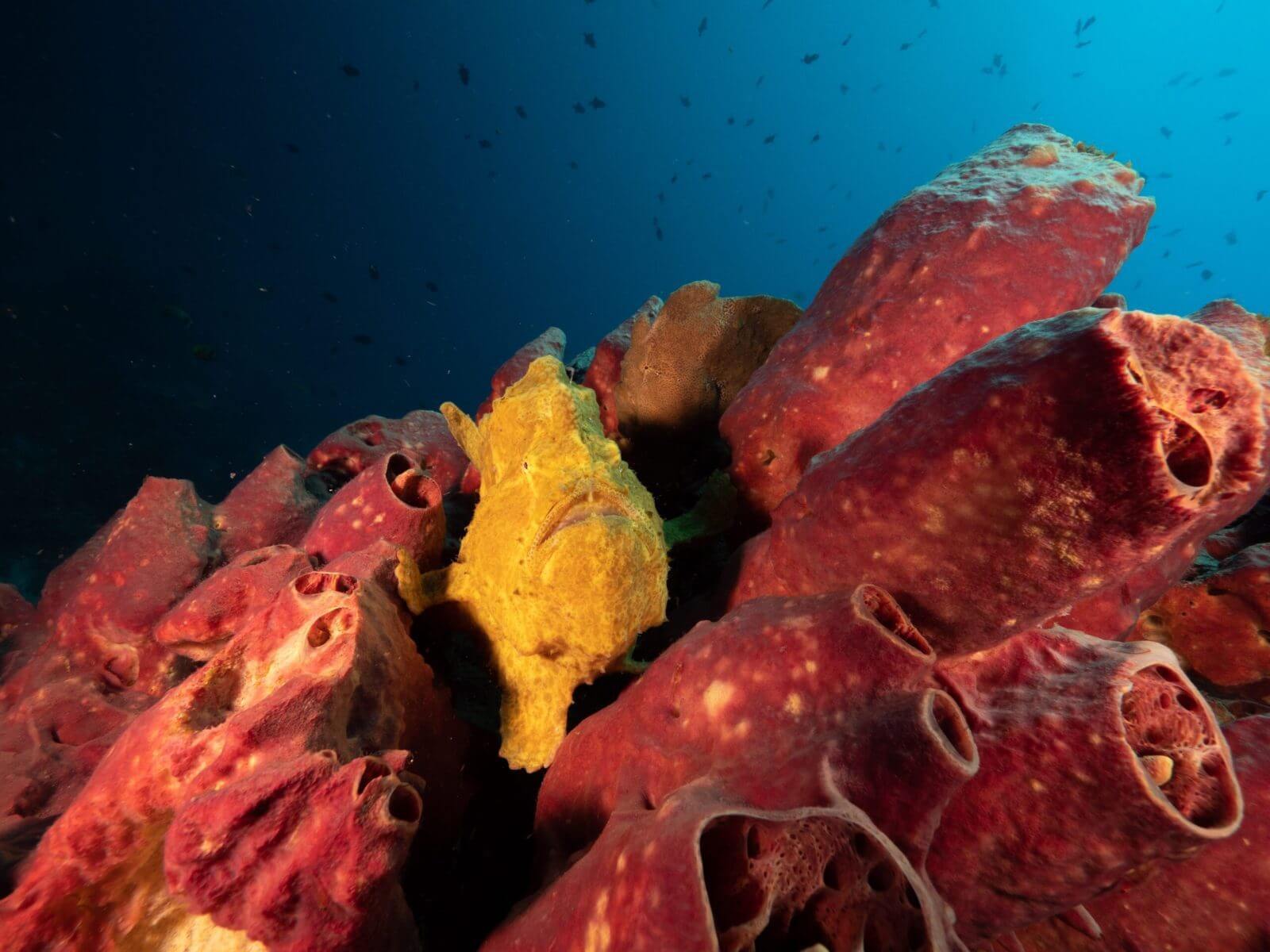 Frogfish on Bangka Resort House Reef