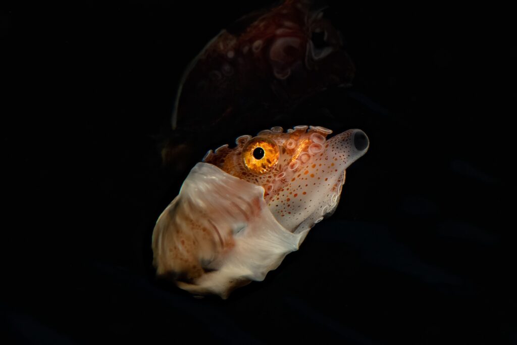 Manado Bay BW - Paper Nautilus Manado Bay Black Water - Paper Nautilus