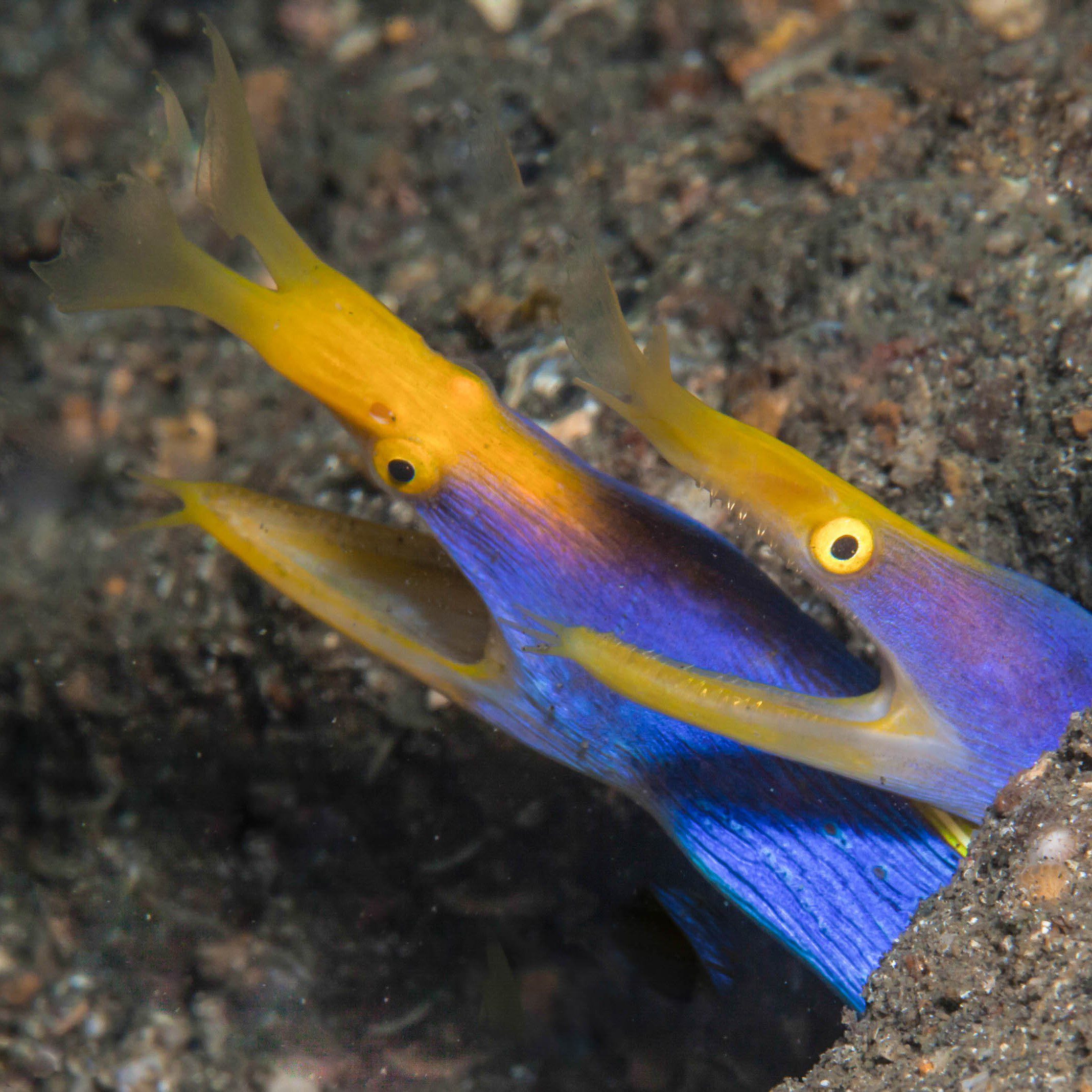 Manado Bay - Blue Ribbon Eels - Manado Bay - Blue Ribbon Eels