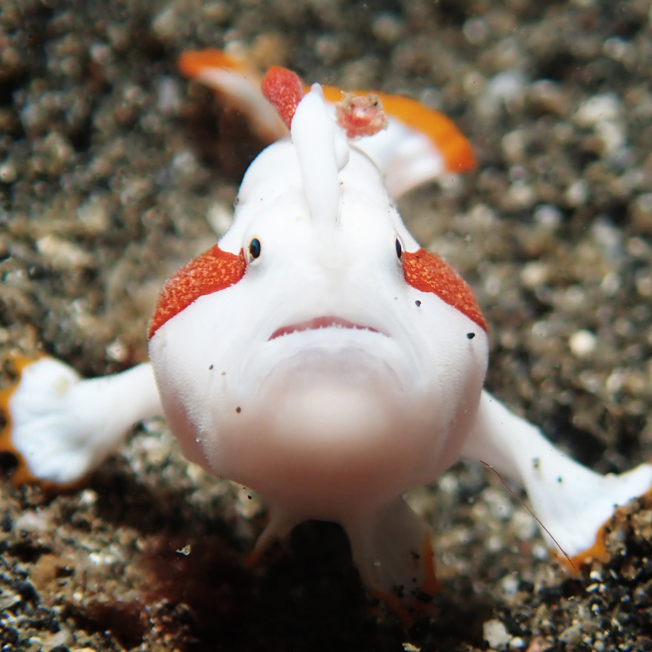 Manado Bay: Clown Frogfish Manado Bay: Clown Frogfish