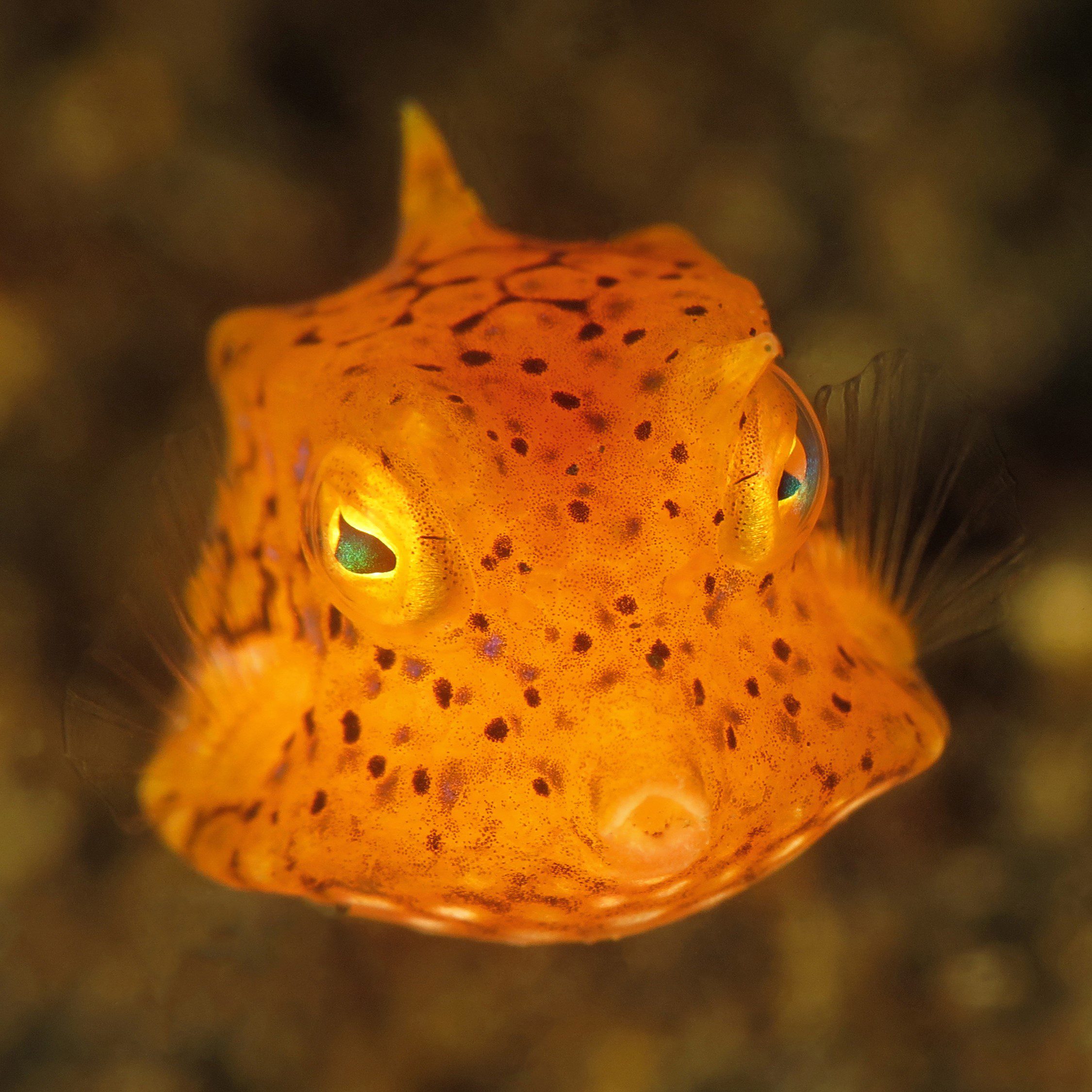 Manado Bay - Cow fish Manado Bay - Cow fish
