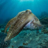 Manado Bay: Cuttlefish Manado Bay: Cuttlefish