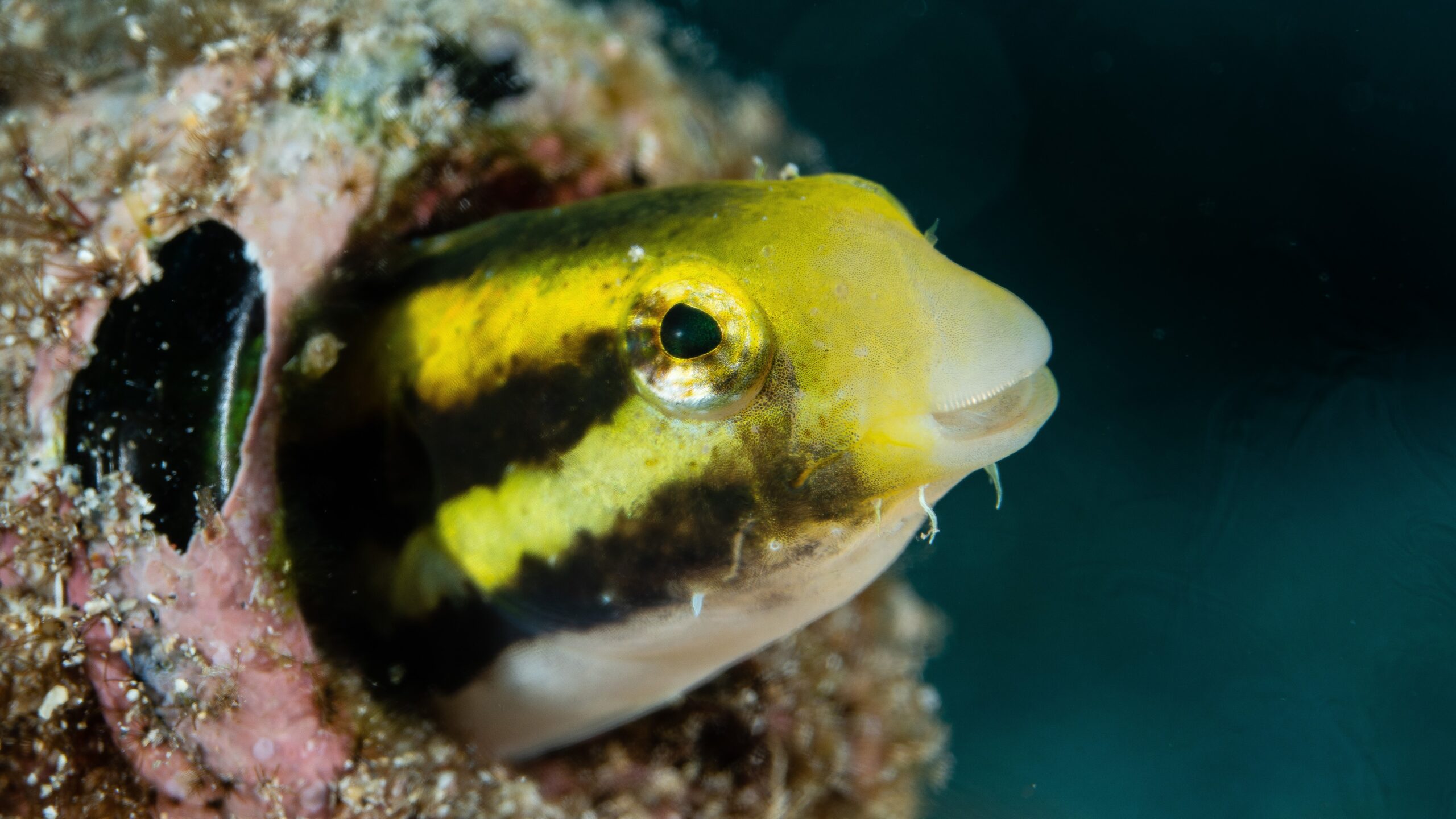 Manado Bay - Fang Blenny