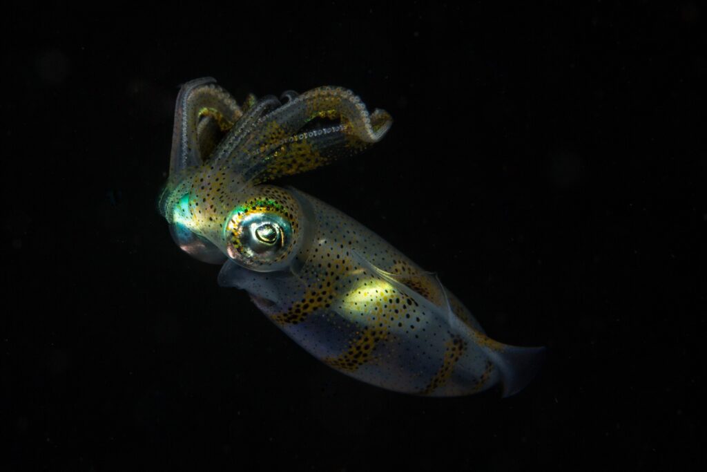 Manado Bay ND - Reef Squid Manado Bay Night Diving - Reef Squid
