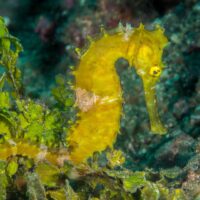 Manado Bay Thorny Seahorse Manado Bay Thorny Seahorse