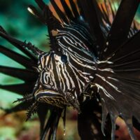 Manado Bay - lion fish Manado Bay - lion fish at murex house reef dive site