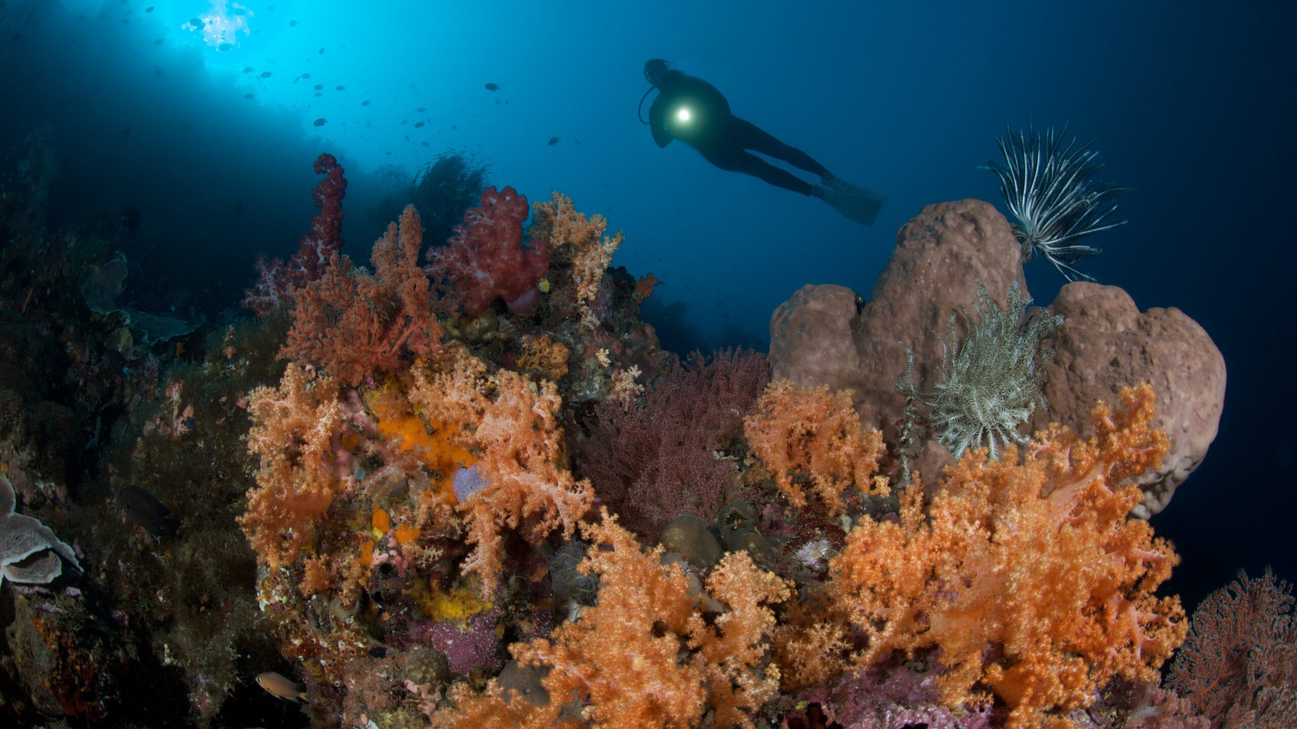 Tanjung Kelapa - Soft Corals