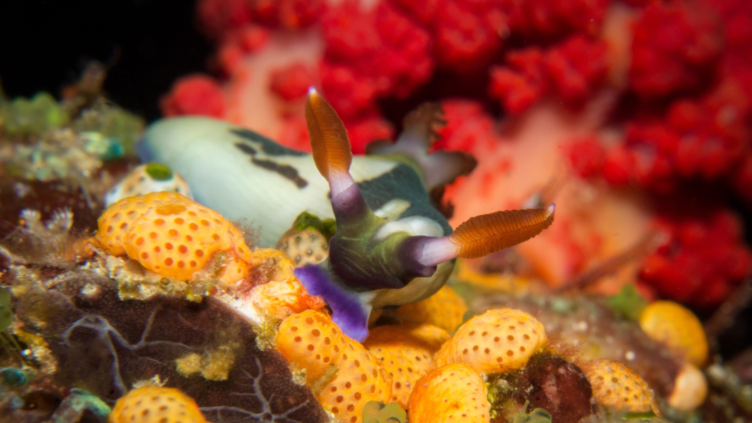 Nudibranch: Vibrantly colored and patterned sea slugs