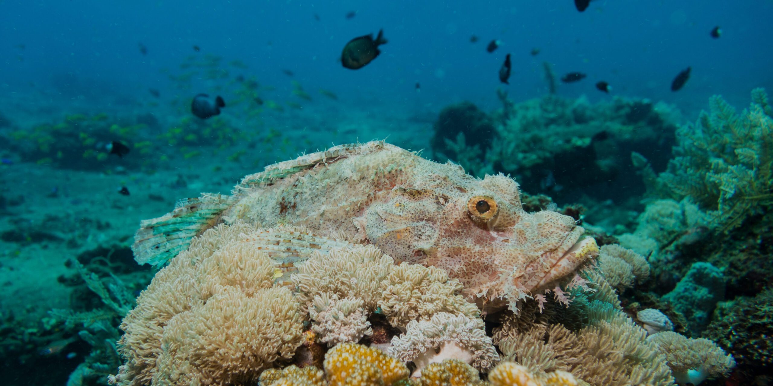 The PADI Advanced Open Water Course in North Sulawesi