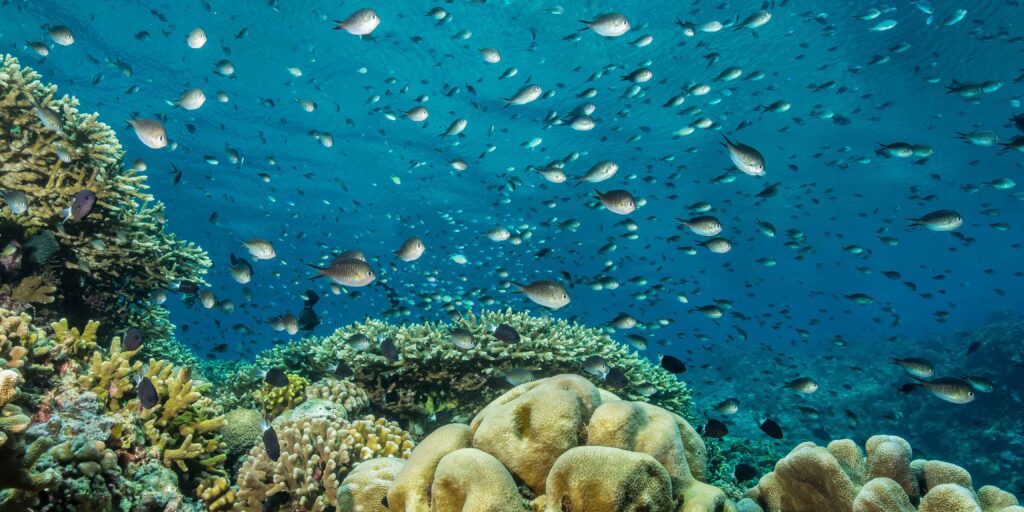 Bunaken Reef Fish