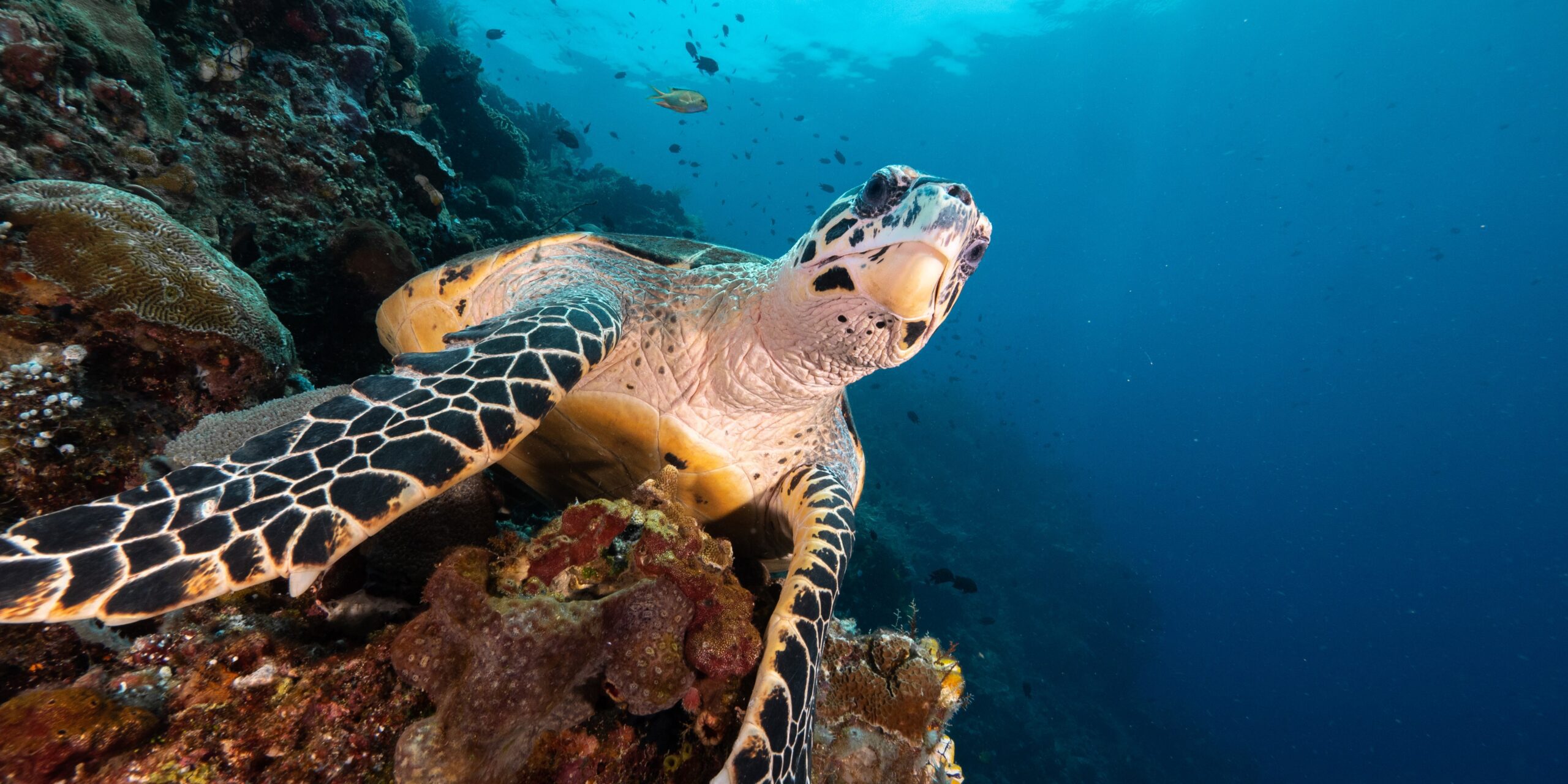 coral reef baby turtles