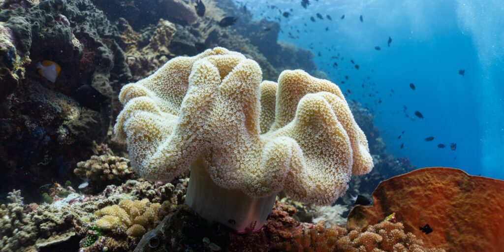 Corals in Bunaken, North Sulawesi