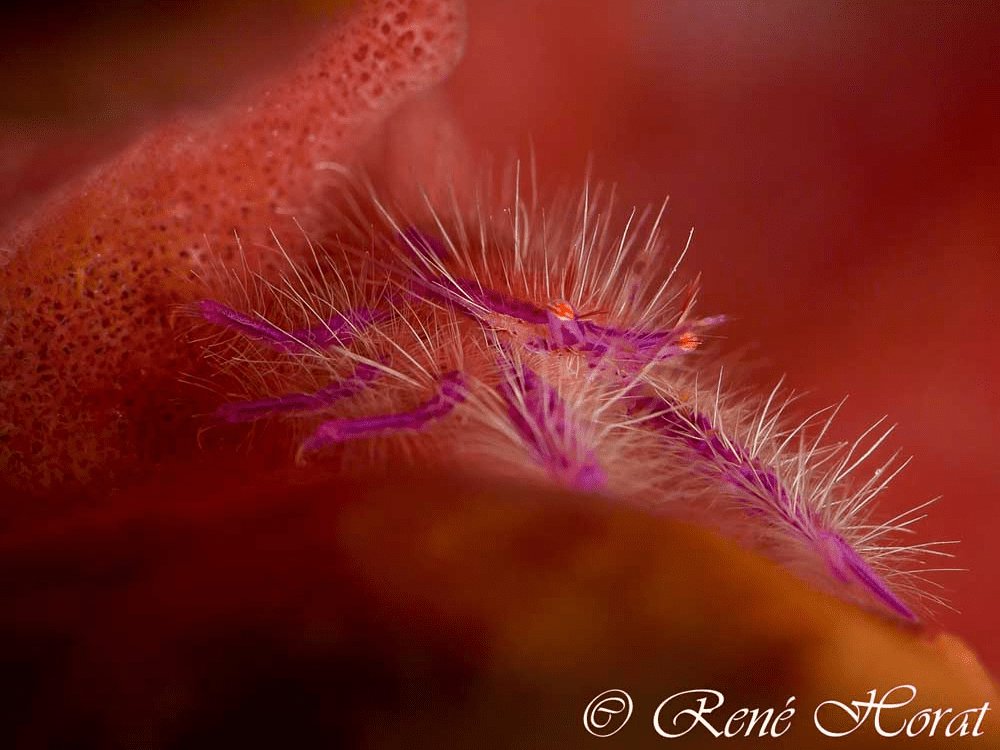 Hairy Squat Lobster (Lauriea siagiani) found around Murex Manado