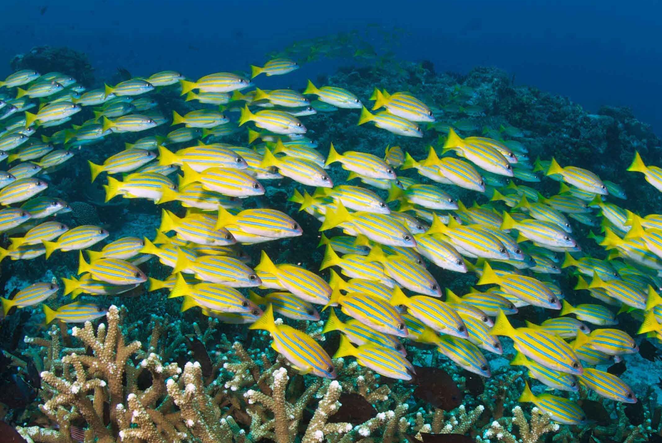 Snapper School at Murex Bangka Resort