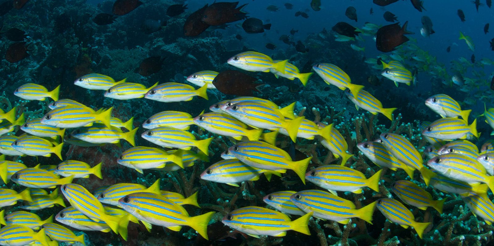 From Guides to Gear: All-Inclusive Diving with Murex Resorts