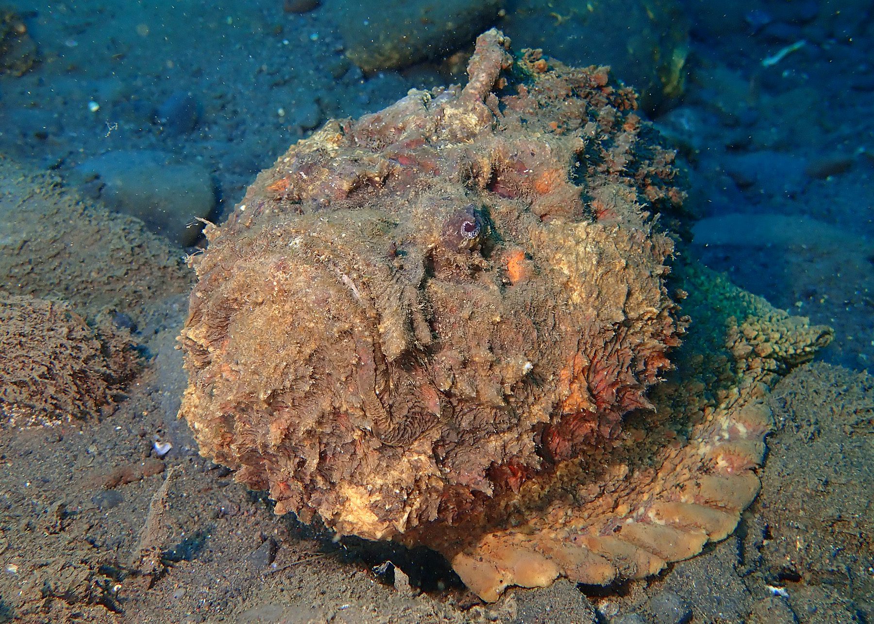 Venomous Sea Creatures: Stonefish