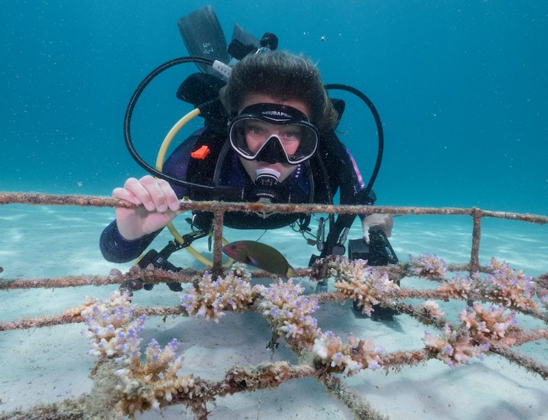 Ocean Gardener