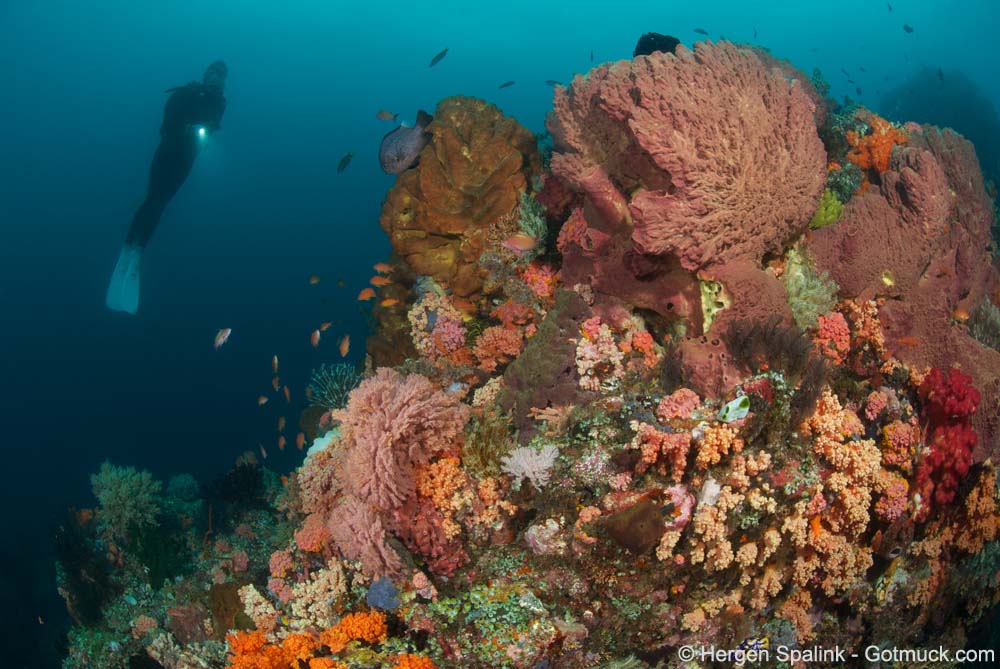 Buoyancy Skills to watch reef and fish
