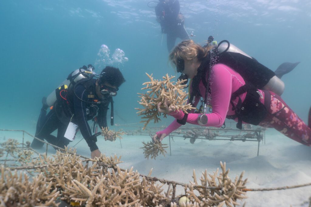 Ocean Gardener Coral Farm - Murex resorts
