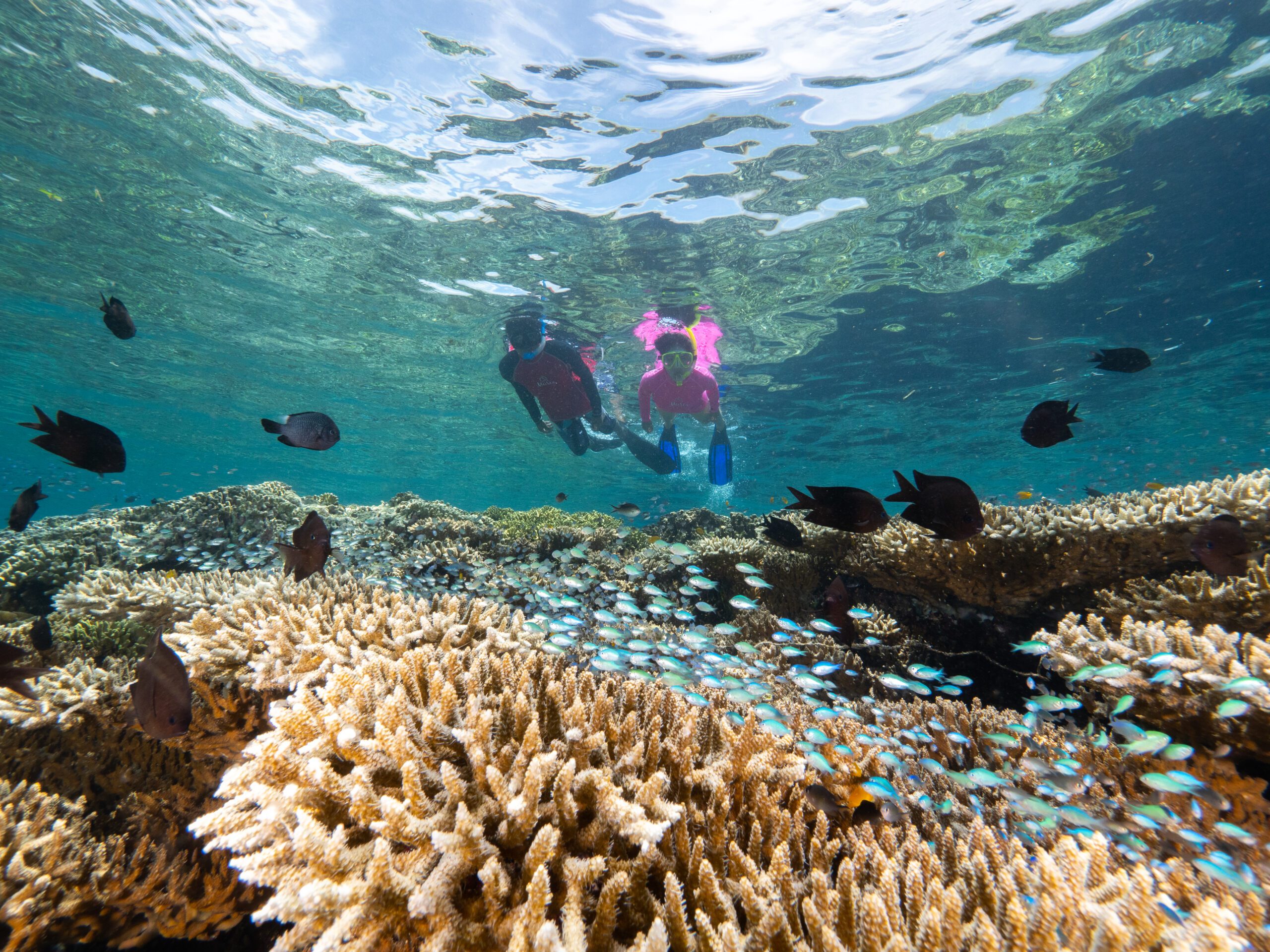 Snorkeling with Murex resorts