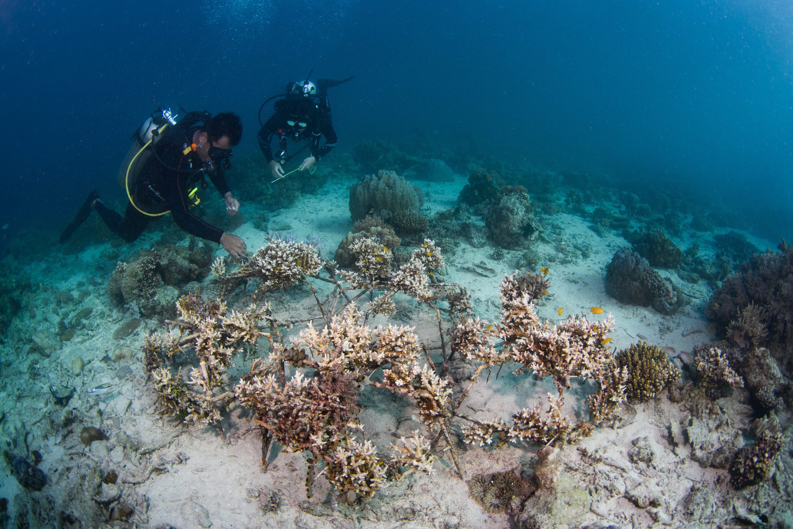 conservation at Murex resorts