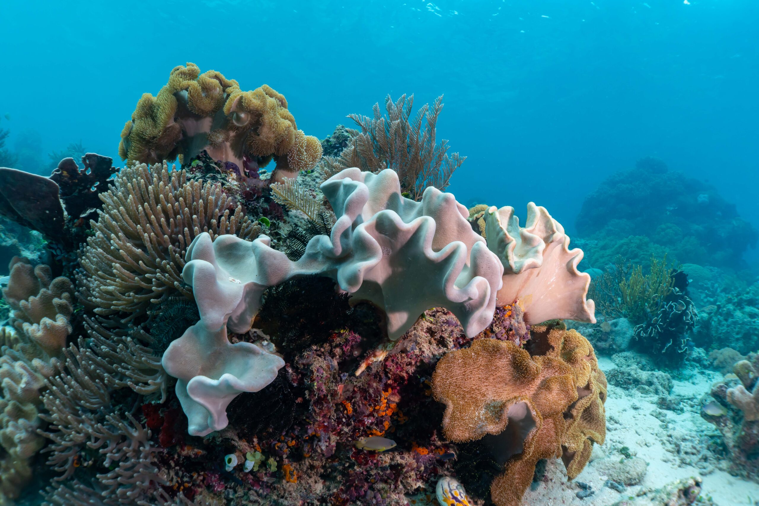 Diving 101: Murex Bangka House Reef - Murex Resorts