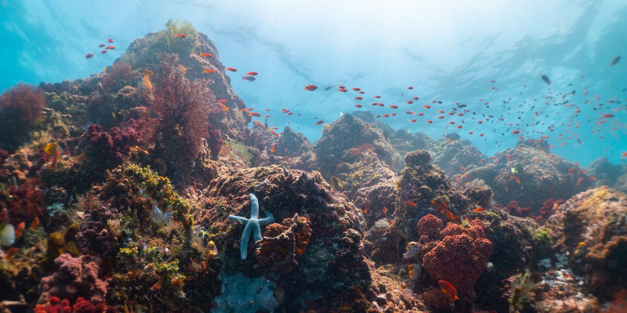 North Sulawesi: A Diver and Photographer's Paradise - Murex Resorts