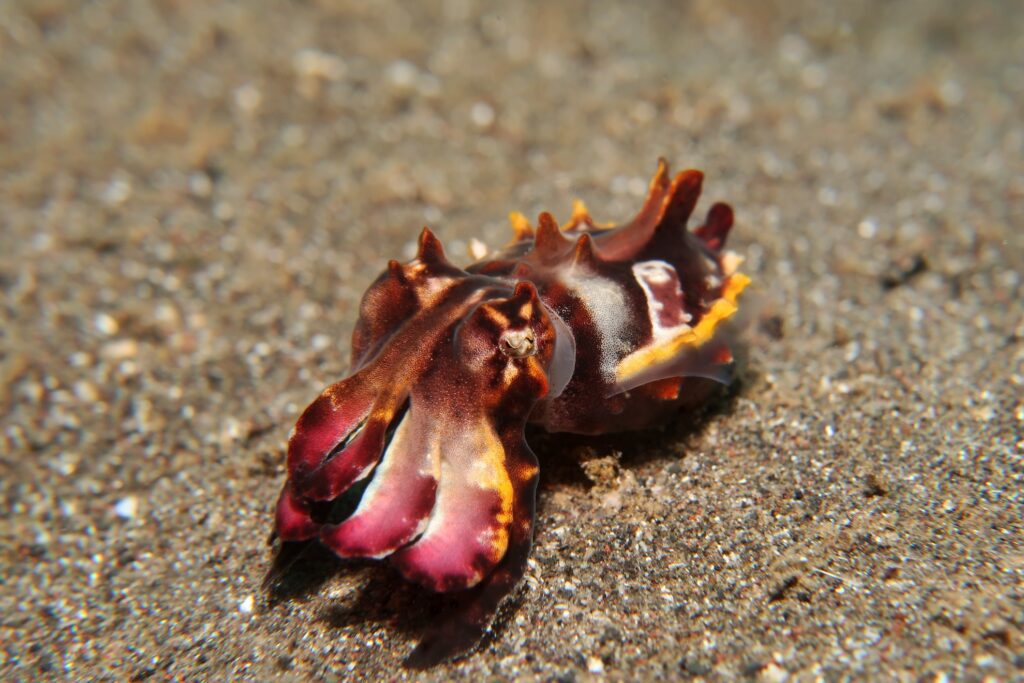 Top 5 Marine Animals in Bangka - Flamboyant cuttlefish