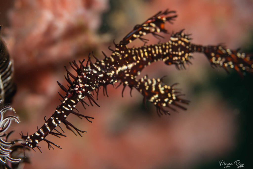 Top 5 Marine Animals in Bangka - Ghost Pipefish