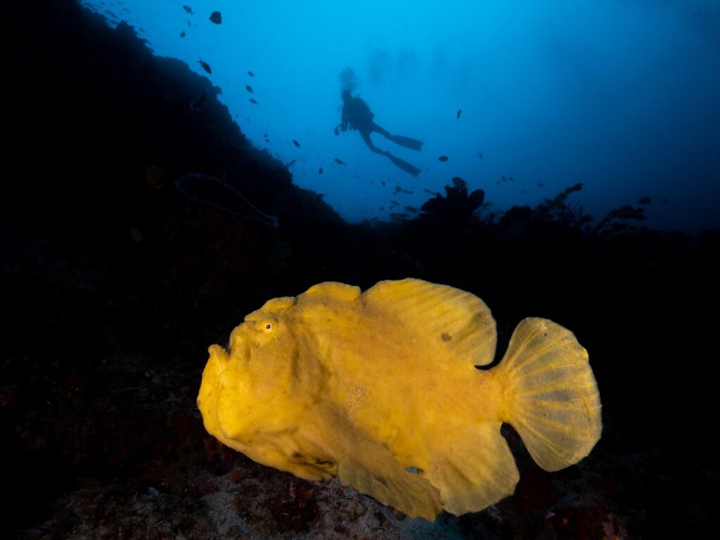 Top 5 Marine Animals in Bangka - Frogfish