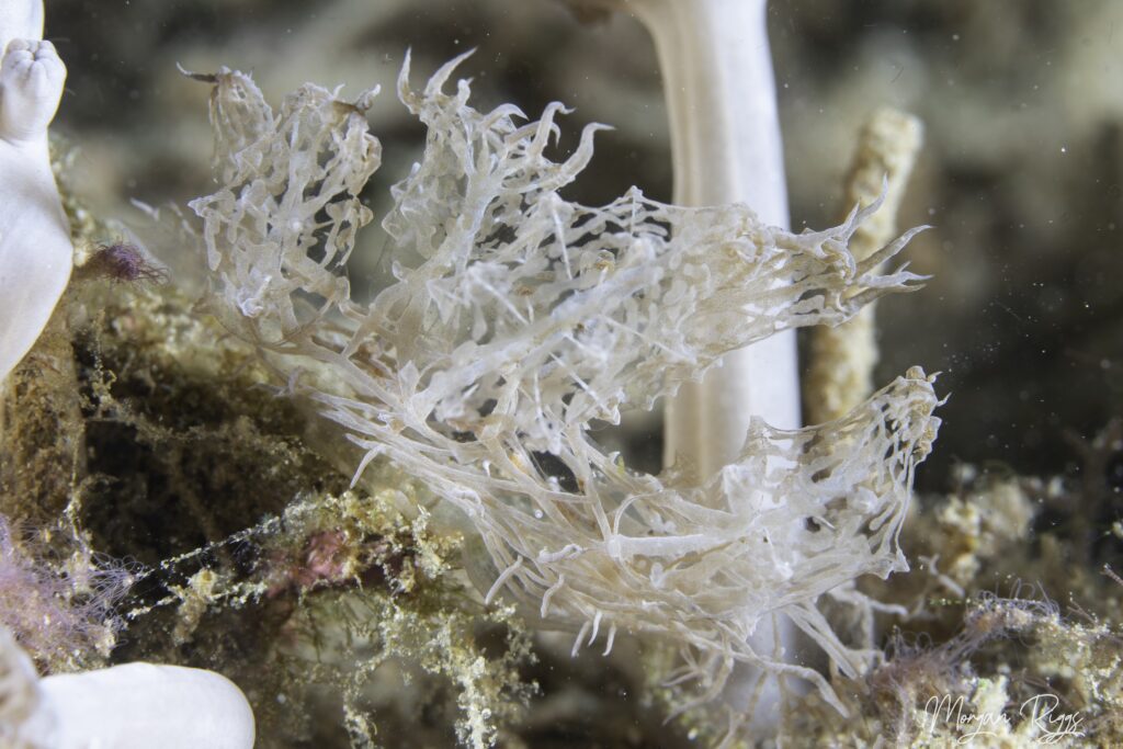 Top 5 Marine Animals in Bangka - Melibe Colemani